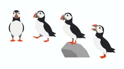 Obraz premium Set of Atlantic Puffin Flat Design Vector Illustrations. Cute Arctic Sea Bird Character Poses Isolated on White.