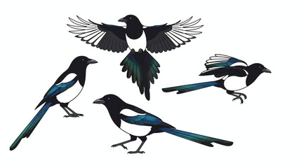 Naklejka premium Magpie Bird Vector Illustration Set. Different Poses: Flying, Standing, and Perching. Wildlife Design Element Isolated on White.