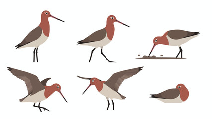 Obraz premium Black-tailed Godwit Bird Poses Set. Collection of Shorebird Illustrations showing standing, walking, flying, feeding, and resting actions.
