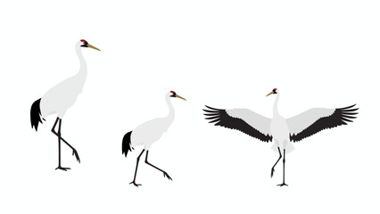 Obraz premium Red-crowned Crane Vector Set. Elegant Japanese Tancho Birds in Walking and Flying Poses. Wildlife illustration isolated on white background.