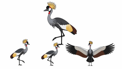 Fototapeta premium Grey Crowned Crane Vector Set. African Wildlife Bird Illustration with Golden Crown in Multiple Poses: Standing, Walking, and Wings Spread.