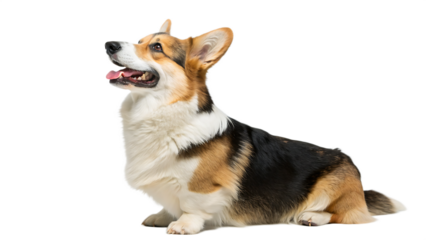 welsh corgi breed dog sitting on a white background