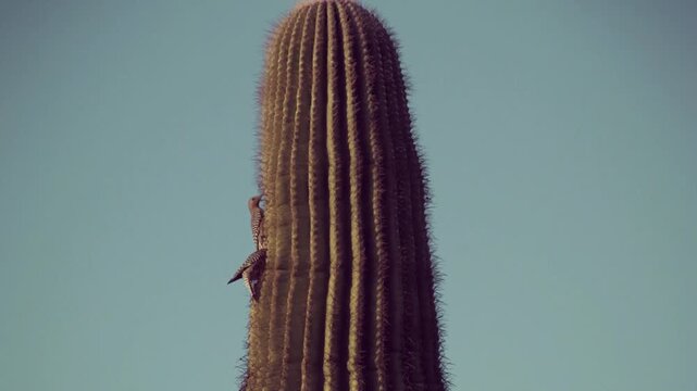 2 gila woodpeckers on a saguaro cactus in the Arizona desert