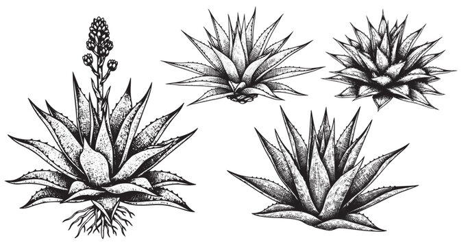 Agave plant engraving illustration for tequila packaging