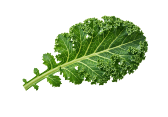 Single, fresh, vibrant green curly kale leaf, detailed ruffled texture, sturdy stem, pristine, against transparent background with copy space, soft shadow, concept of freshness, health, and clean