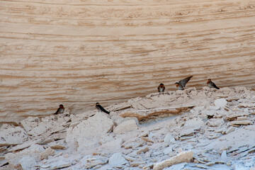 Swallow Birds Nesting in Limestone Rock