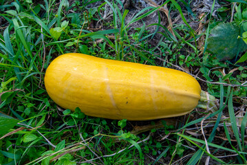 Spaghetti Squash in the Garden