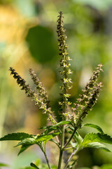 Manjeric&atilde;o Sagrado (Ocimum tenuiflorum.) Tulsi. Alfavaca