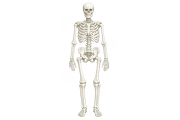 Human skeleton standing full, illustrating anatomy, biology, and medical concepts, transparent background