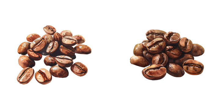 coffee beans watercolor vector illustration