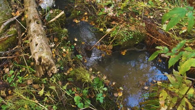 A close-up shot of a small, tranquil stream flowing through a lush forest floor in the Southern Urals region of Russia. The scene is rich with green moss, fallen autumn leaves, and a large, weathered 
