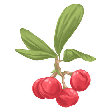 bearberry digital painting