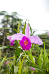 Beautiful pink orchid in the garden