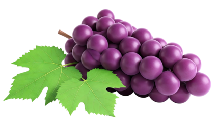 Bunch of Purple Grapes with Green Leaves