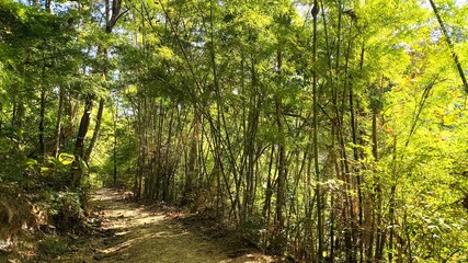 A path in the forest, Chiangmai Thailand.