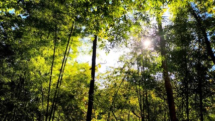 Tree leaves with sunray in the forest, Chiangmai Thailand.