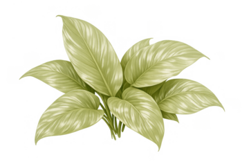 Lush green leaves of a tropical plant with a glossy texture, creating a vibrant natural element on a transparent background