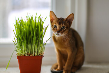 abyssinian cat with cat plant