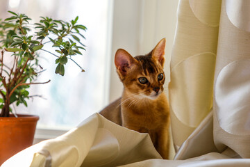 abyssinian cat