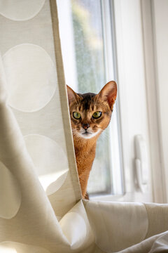 abyssinian cat