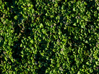 Obraz premium Sweet potatoes grow in the fields, Aerial photography.