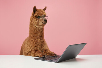 Obraz premium A thoughtful alpaca wearing glasses works on a laptop