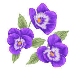 Pansy Flower Botanical Illustration Colorful Garden Bloom Painting	