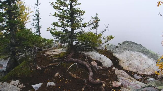 A serene, atmospheric view of a rugged mountain landscape, possibly in the Southern Urals region of Russia. The image features gnarled tree roots and small coniferous trees growing among rocks and mos
