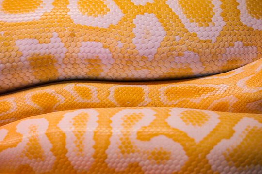Yellow python scales in close view on a warm surface