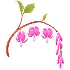 Fototapeta premium Bleeding Heart Pink Flower Botanical Painting 