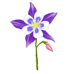 Columbine Flower Botanical Digital Painting