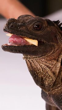 Close Up Profile of a Sailfin Dragon Eating a Mealworm