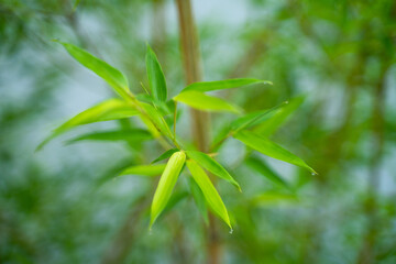 Obraz premium Fresh Bamboo Tender Leaves In Summer Light