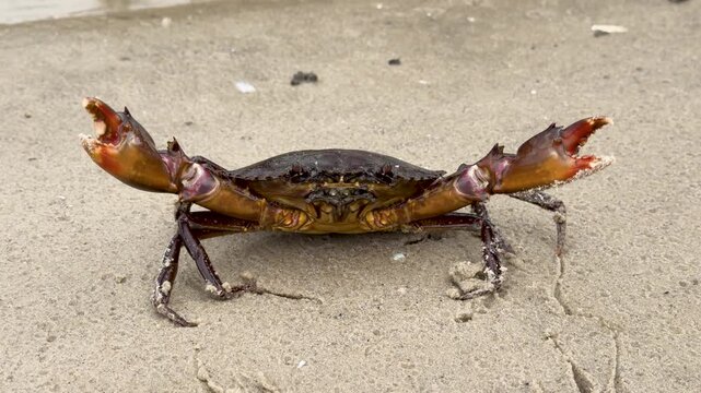 Mud Crab Scylla Serrata Defensive Stance on Sandy Beach Shoreline