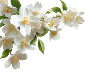 Obraz premium Delicate white jasmine flowers with green leaves on a black background floral bloom, Png On White Background, Isolated on Transparent Background, Cut Out