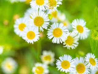 Obraz premium White Wildflower Macro Closeup In Summer