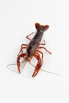 Live Crayfish Seafood Fresh Market Culinary 