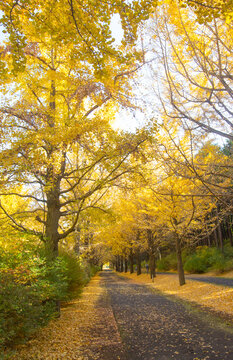 Beautiful golden yellow ginkgo trees in Autumn at Showa Kinen Park, Tachikawa, Tokyo, Japan