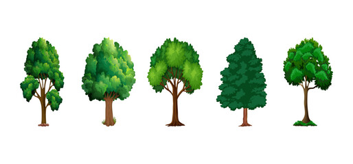 Tree Vector Illustration Collection Featuring Tropical and Orchard Trees with Mango, Apple, Banana, Orange, Coconut Palm and More Isolated on White Background, Colorful Tree Vector Illustration