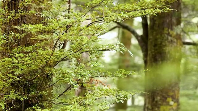 Close Up of Lush Green Beech Tree Branches in Forest