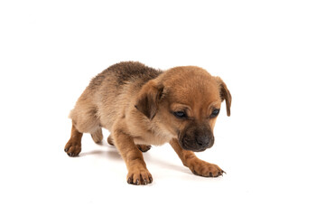 Obraz premium a brown puppy isolated on white background