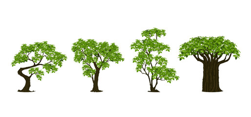 Tree Vector Illustration Collection Featuring Tropical and Orchard Trees with Mango, Apple, Banana, Orange, Coconut Palm and More Isolated on White Background, Colorful Tree Vector Illustration