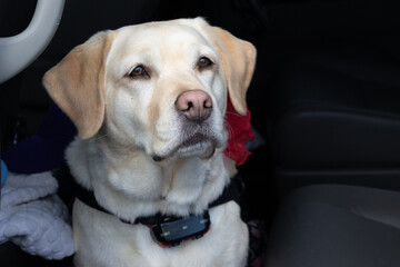 A yellow labrador retriever dog