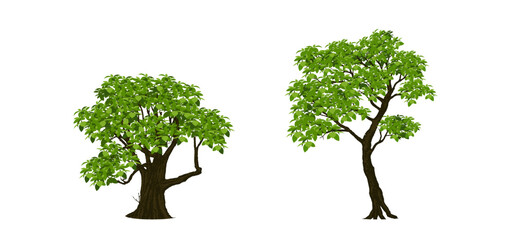 Tree Vector Illustration Collection Featuring Tropical and Orchard Trees with Mango, Apple, Banana, Orange, Coconut Palm and More Isolated on White Background, Colorful Tree Vector Illustration