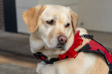 A yellow labrador retriever dog