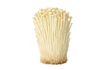 Enoki mushrooms, fresh golden needle fungi, raw ingredient for cooking, isolated on transparent background