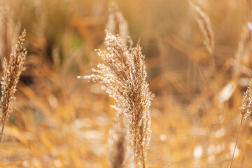 冬の水辺で葦の穂が日差しで輝く09