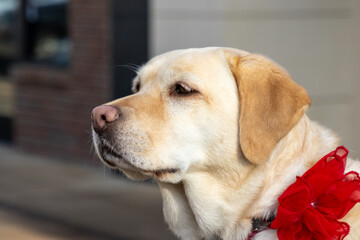 A yellow labrador retriever dog