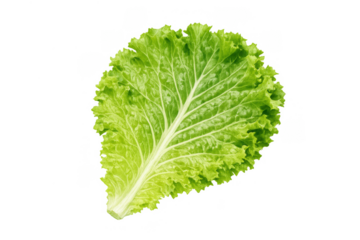 Fresh green healthy lettuce leaf, raw organic vegetable food for natural salad, nutrient-rich vibrant ingredient for diet, transparent background