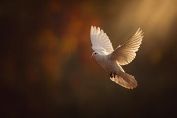 White bird flies through the air with wings spread in a natural setting during sunset hours